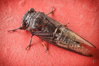 优秀诗集（优秀诗歌选集）