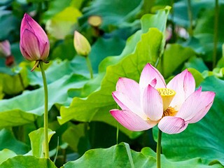 重阳节赏菊诗句（重阳赏菊诗词）