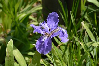 李清照诗词欣赏《念奴娇 春情》