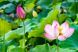 温馨芒种祝福语_芒种的祝福语