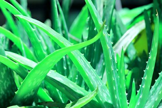 端午节古诗_端午节古诗二年级