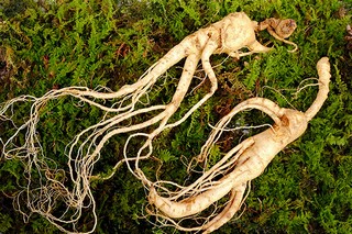 公司员工请假条_公司员工请假条电子版