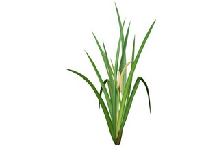 宽容作文600字（宽容作文600字初中优秀范文）