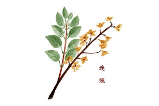 诗人赞美梅花的诗句（诗人赞美梅花的诗句）