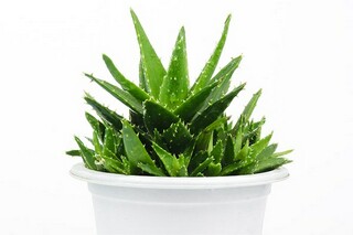 描写植物作文（关于植物的作文）
