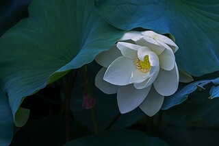 焦急惆怅的诗句_焦急的诗词