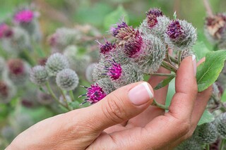 芒种健康文案_芒种广告文案