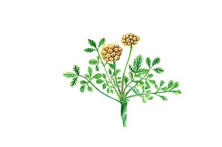 清明节作文_清明节作文500字最佳